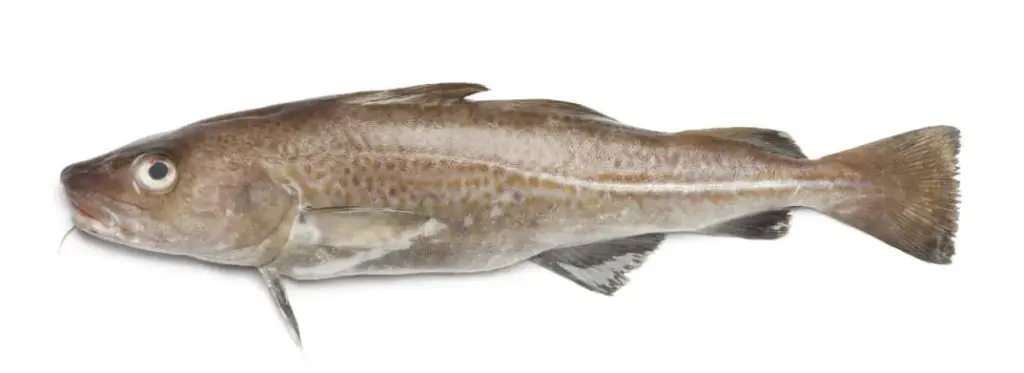Cod on white background