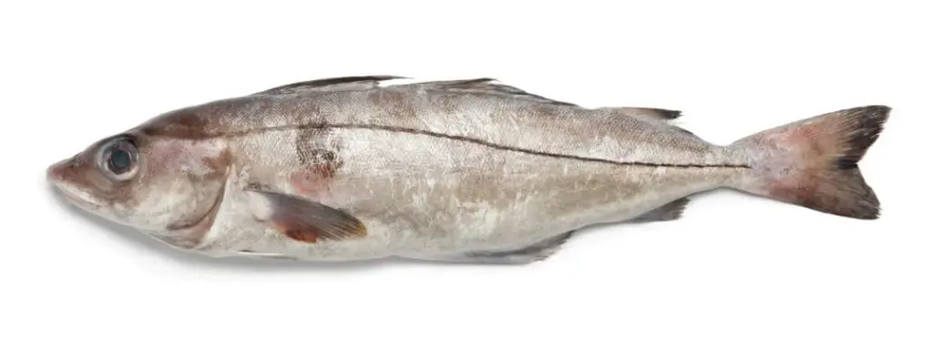 Haddock on white background